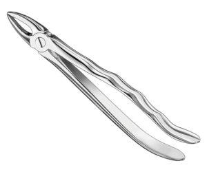 Extracting Forceps Anatom