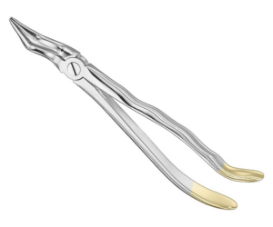 Extracting Forceps Anatom